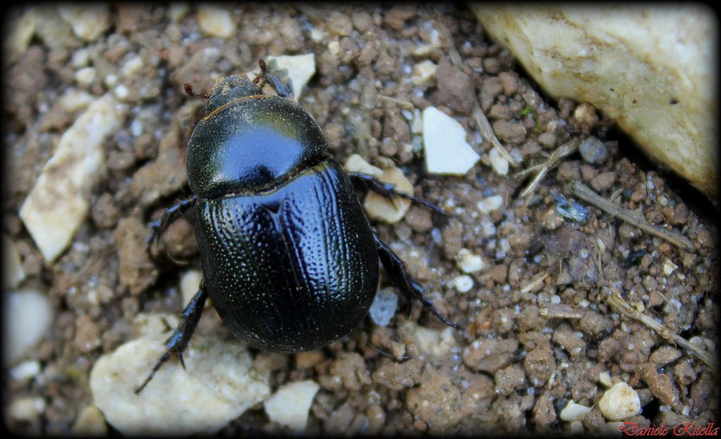 Pentodon bidens ssp. punctatus  - Dynastidae